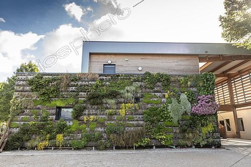 Biosphoto | 2409779 | Green wall on a building, summer, Pas de Calais, France | &copy; Yann Avril / Biosphoto