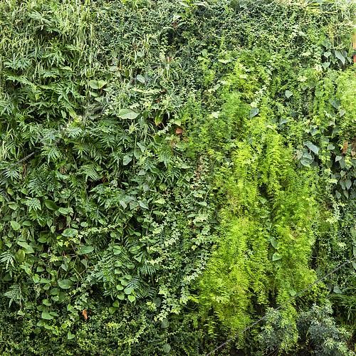 Biosphoto | 2564023 | Green wall with different plants in shades of green in a shopping centre patio, Nancy, Lorraine, France | &copy; André Simon / Biosphoto