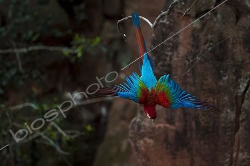Biosphoto | 2027698 | Green winged Macaw in flight - Mato Grosso Brazil | &copy; Berndt Fischer / Biosphoto