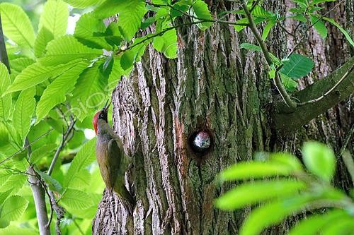 Biosphoto | 2602340 | Green Woodpecker (Picus viridis) female feeding her young at the lodge, near Cosne-sur-Loire, Nièvre, France | &copy; Pierre Vernay / Biosphoto