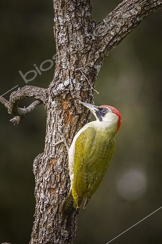 Biosphoto | 2612803 | Green woodpecker (Picus viridis) on a trunk, Vaucluse, France. | &copy; Alain Roux / Biosphoto