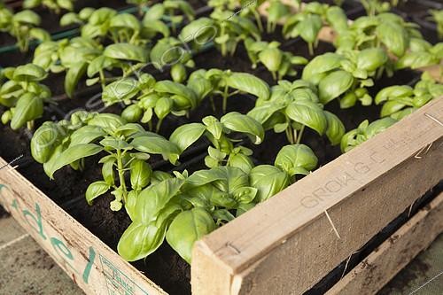 Biosphoto | 2123775 | Greenhouse-grown 'Grand Vert' basil,  Les jardins de Théia  Organic growing in Jura, France | &copy; Rémy Courseaux / Biosphoto