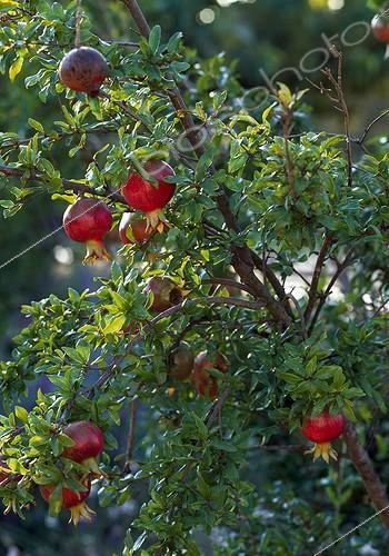 Biosphoto | 733733 | Grenadier en fruit dans un jardin | &copy; Gilles Le Scanff & Joëlle-Caroline Mayer / Biosphoto