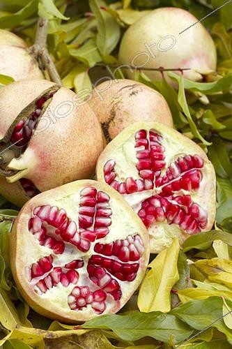 Biosphoto | 2126709 | Grenadier (Punica granatum) 'Provence' | &copy; Frédéric Tournay / Biosphoto