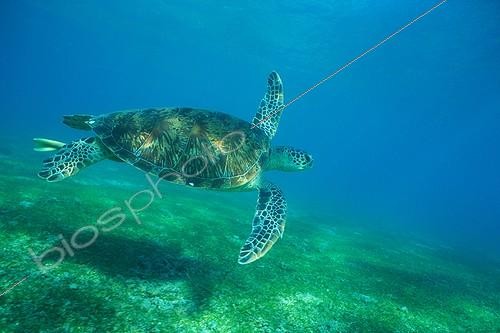 Biosphoto | 586498 | Grenn Turtle Mayotte island Indian ocean | &copy; Tony Crocetta / Biosphoto