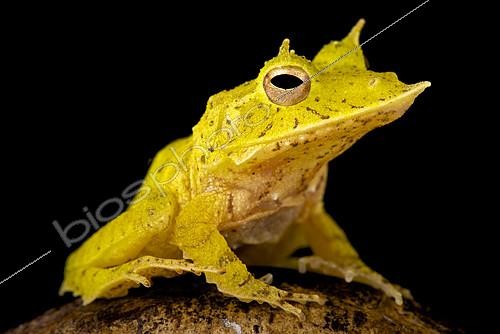 Biosphoto | 2138958 | Grenouille cornue des Salomon (Cornufer guentheri) sur fond noir | &copy; Matthijs Kuijpers / Biosphoto