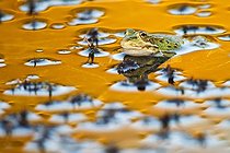 Biosphoto | 2035383 | Grenouille de Pérez dans l'eau au crépuscule - Espagne | &copy; Óscar Díez Martínez / Biosphoto