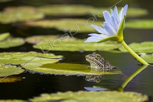 Biosphoto | 2597737 | Grenouille de rivière (Strongylopus grayii) et nénuphar bleu ou nénuphar du Cap (Nymphaea nouchali) au jardin botanique Harold Porter. Betty's (Bettys) Bay. Côte des baleines. Overberg. Cap occidental. Afrique du Sud. | &copy; Roger de La Harpe / Biosphoto