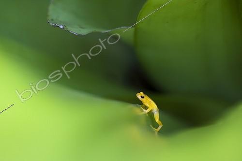Biosphoto | 1098890 | Grenouille dorée (Anomaloglossus beebei) sur une feuille de Broméliacée, Parc national de Kaieteur, Guyana | &copy; Lee Dalton / Biosphoto