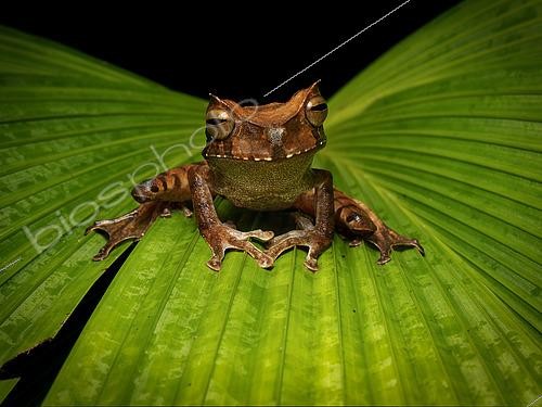 Biosphoto | 2608839 | Grenouille marsupiale cornue (Gastrotheca cornuta), mâle, Darien, Panama | &copy; Ignacio Yufera / Biosphoto