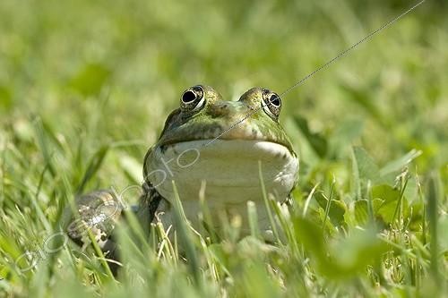 Biosphoto | 159204 | Grenouille rieuse en juillet Vaucluse Provence France ; dans un jardin | &copy; Pierre Huguet-Dubief / Biosphoto