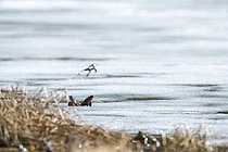 Biosphoto | 1248991 | Grenouille rousse sur la glace d'un lac gelé Jura France | &copy; Michel Loup / Biosphoto