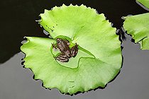 Biosphoto | 2410971 | Grenouille sur une feuille de Nénuphar, Sri Lanka | &copy; Eric Guilloret / Biosphoto