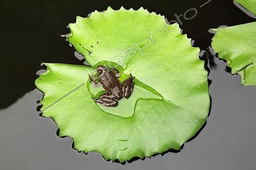 Biosphoto | 2410971 | Grenouille sur une feuille de Nénuphar, Sri Lanka | &copy; Eric Guilloret / Biosphoto