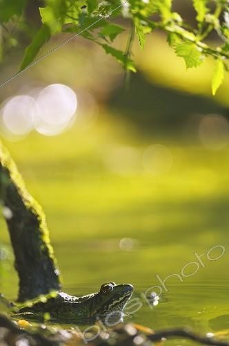 Biosphoto | 1464776 | Grenouille verte à l'affût au bord d'une mare un soir France ; Ici, elle a repéré un insecte volant dans les feuillages au dessus d'elle, et le surveille attentivement. | &copy; Monique Morin / Biosphoto