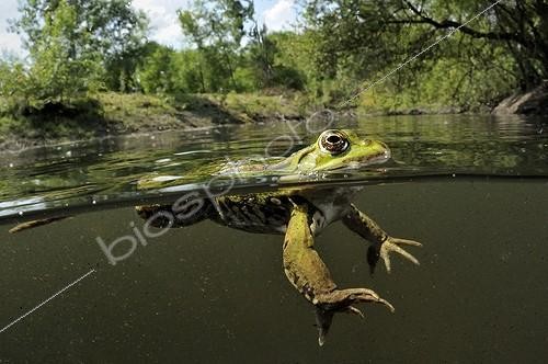 Biosphoto | 1362841 | Grenouille verte à la surface Prairies du Fouzon France | &copy; Bruno Guénard / Biosphoto