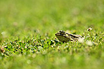 Biosphoto | 2621669 | Grenouille verte (Lithobates clamitans) à l'affut des insectes, Loire-Atlantique, France. | &copy; Guy Piton / Biosphoto