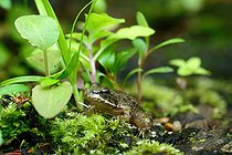 Biosphoto | 2588100 | Grenouille verte (Pelophylax kl. esculentus) juvénile sur une souche de saule, Environs de Cosne sur Loire, Nièvre, France | &copy; Pierre Vernay / Biosphoto