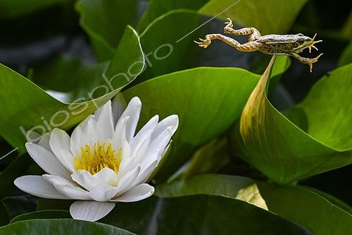 Biosphoto | 2561939 | Grenouille verte sautant depuis un nénuphar blanc en fleur, Jardin botanique Jean-Marie Pelt, Nancy, Lorraine, France | &copy; Stéphane Vitzthum / Biosphoto