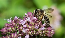 Biosphoto | 2444112 | Grey-banded Mining Bee (Andrena denticulata) on Oregano (Origanum vulgare) flower, solitary bees Regional Natural Park of Vosges du Nord, France | &copy; Michel Rauch / Biosphoto