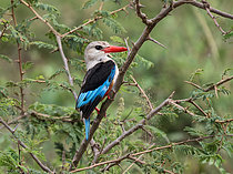 Biosphoto | 2608871 | Grey-headed Kingfisher (Halcyon leucocephala), Uganda | &copy; Ignacio Yufera / Biosphoto