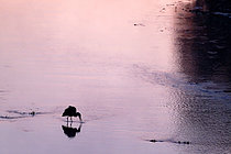 Biosphoto | 2609211 | Grey heron (Ardea cinerea) fishing in a branch of the Loire at dawn near Cosne-Cours-sur-Loire in September, Nièvre, France | &copy; Pierre Vernay / Biosphoto