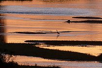 Biosphoto | 2609230 | Grey heron (Ardea cinerea) in a branch of the Loire at dawn, Loire Valley, France | &copy; Pierre Vernay / Biosphoto