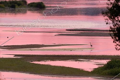Biosphoto | 2609209 | Grey heron (Ardea cinerea) in a side branch of the Loire at dawn, Loire Valley, France | &copy; Pierre Vernay / Biosphoto