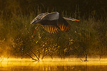 Biosphoto | 2609042 | Grey heron (Ardea cinerea) in flight, Sologne pond, Loir-et-Cher, Centre-Val de Loire, France | &copy; Guy Van Langenhove / Biosphoto