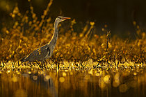 Biosphoto | 2609027 | Grey heron (Ardea cinerea) in the water, Sologne pond, Loir-et-Cher, Centre-Val de Loire, France | &copy; Guy Van Langenhove / Biosphoto