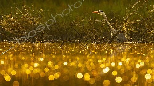 Biosphoto | 2609045 | Grey heron (Ardea cinerea) in the water, Sologne pond, Loir-et-Cher, Centre-Val de Loire, France | &copy; Guy Van Langenhove / Biosphoto