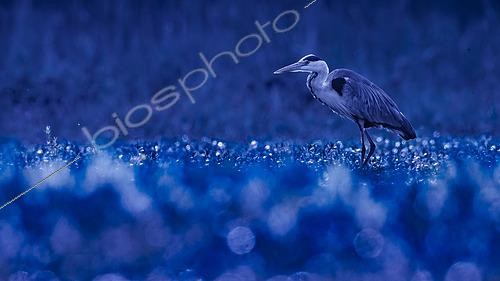 Biosphoto | 2561968 | Grey Heron (Ardea cinerea) on the edge of a pond at dawn, Loir-et-Cher, Sologne, France | &copy; Guy Van Langenhove / Biosphoto