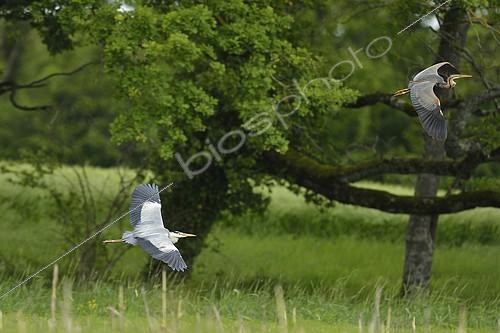 Biosphoto | 2081255 | Grey Heron (Ardea cinerea) pursuing a Purple Heron (Ardea purpurea) in flight, Dombes, France | &copy; Claude Balcaen / Biosphoto