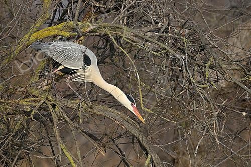 Biosphoto | 2619315 | Grey Heron (Ardea cinerea) searching for twigs for nest building, Ornithological Reserve of Pont de Gau, Camargue, Bouches-du-Rhône, France. | &copy; Thierry Le Quay / Biosphoto