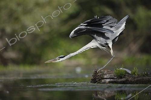 Biosphoto | 1997742 | Grey Heron stretching on bank - Offendorf Alsace France  | &copy; Christophe Ravier / Biosphoto