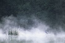 Biosphoto | 1136659 | Grey Heron walking on a small dam on the river Doubs | &copy; Florent Cardinaux  / Biosphoto