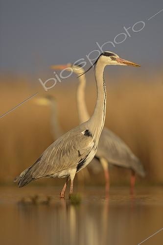 Biosphoto | 2609680 | Grey herons (Ardea cinerea) standing, morning light, Kiskunság National Park, Hungary | &copy; Bernd Zoller / imageBROKER / Biosphoto