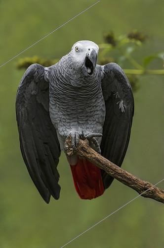 Biosphoto | 2007995 | Grey parrot shouting on a branch  | &copy; Jean-Paul Chatagnon / Biosphoto