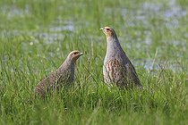 Biosphoto | 2583788 | Grey partridge (Perdix perdix) pair in a meadow, Baie de Somme, France | &copy; Emile Barbelette / Biosphoto