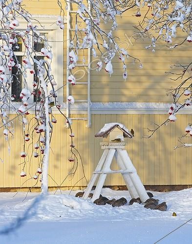 Biosphoto | 719349 | Grey Partridges in the snow in a manger Finland | &copy; Markus Varesvuo / Biosphoto