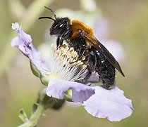 Biosphoto | 2419798 | Grey-patched Mining-bee (Andrena nitida) female on Mulberry tree (Rubus fructicosus), Regional Natural Park of Northern Vosges, France | &copy; Michel Rauch / Biosphoto
