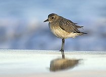 Biosphoto | 1489274 | Grey plover (Pluvialis squatorola) | &copy; Horst Jegen / imageBROKER / Biosphoto