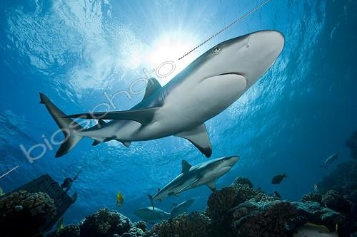 Biosphoto | 1258558 | Grey reef shark on reef Manihi Tuamotu Archipelago | &copy; Franco Banfi / Biosphoto