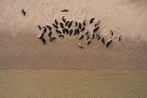 Biosphoto | 953677 | Grey Seals, Baie de Somme, France | &copy; Michel Bureau / Biosphoto