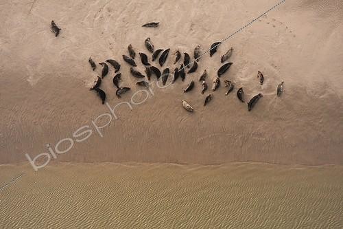 Biosphoto | 953677 | Grey Seals, Baie de Somme, France | &copy; Michel Bureau / Biosphoto