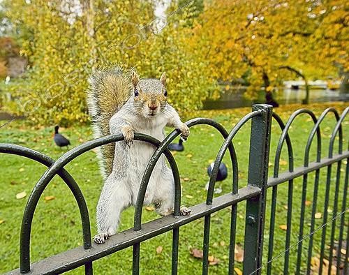 Biosphoto | 1250635 | Grey Squirrel in St James Park London UK | &copy; David Tipling / Biosphoto