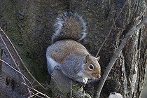 Biosphoto | 1251049 | Grey squirrel on a branch United Kingdom  | &copy; Michel Gunther / Biosphoto