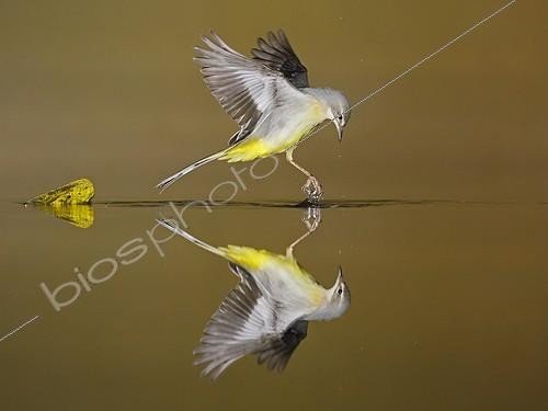 Biosphoto | 2009133 | Grey Wagtail flying and its reflection - Spain | &copy; Mario Cea Sanchez / Biosphoto