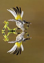 Biosphoto | 2156905 | Grey Wagtail (Motacilla cinerea) drinking and reflection, Salamanca, Castilla y León, Spain | &copy; Mario Cea Sanchez / Biosphoto