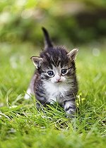 Biosphoto | 2598129 | Grey, white and brown kitten walking in the grass and looking at the camera. (Felis catus) | &copy; Oksana Schmidt / imageBROKER / Biosphoto